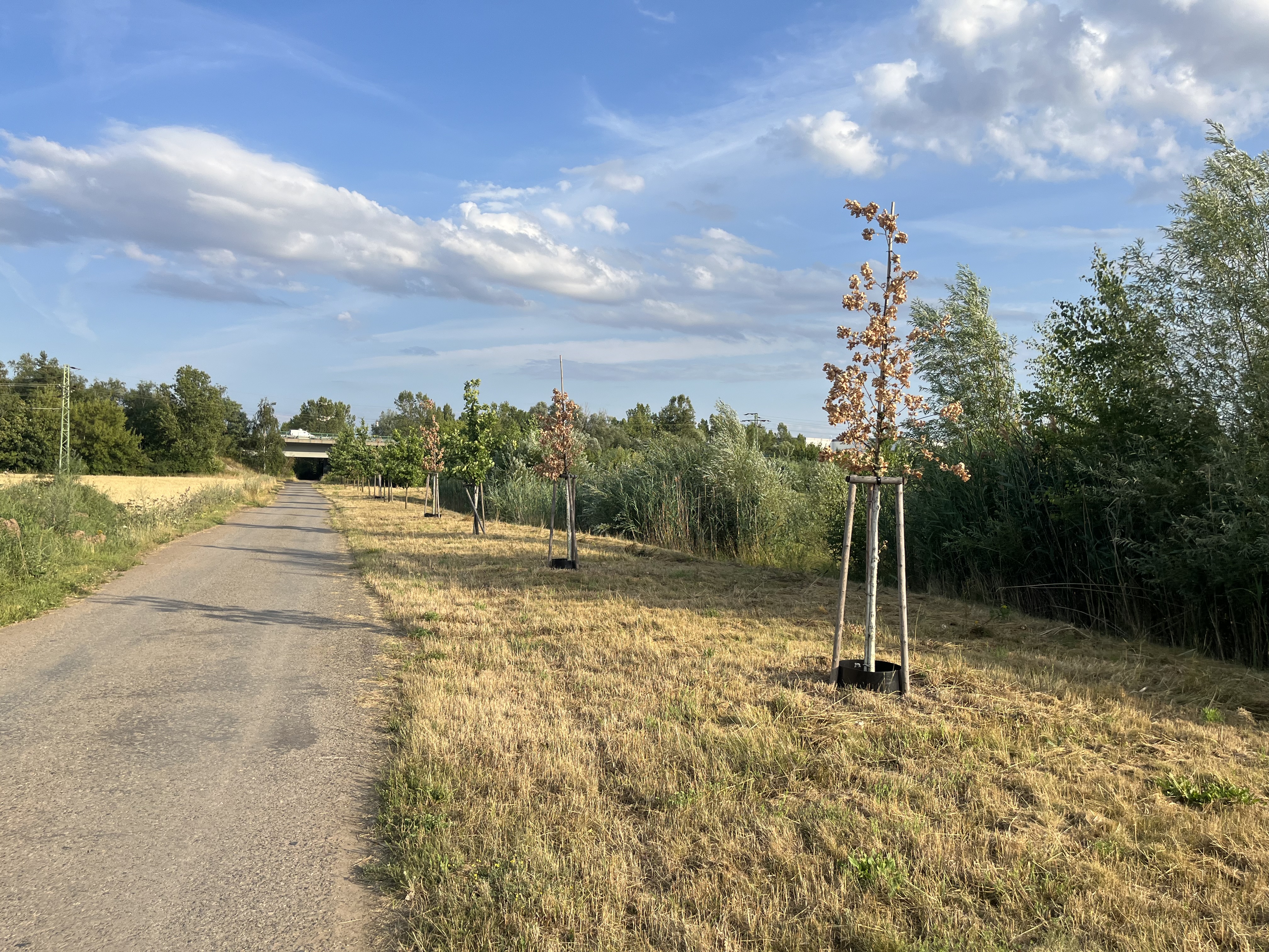 Místostarosti 23.7.2023: Klimatická vedra a mrtvé stromy